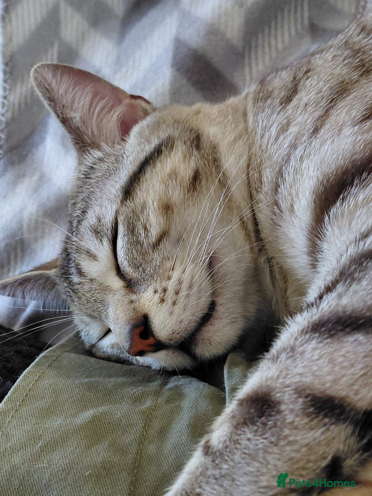 Bengal cats for sale: Snow Bengal cat for sale - Advert 10