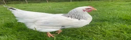 Chickens poultry for sale: Free! 5 hens for rehoming - Advert 2