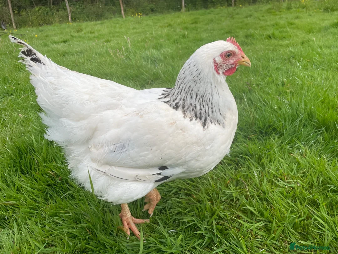 Chickens poultry for sale: Free! 5 hens for rehoming - Advert 2