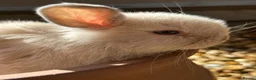 Mini Lop rabbits for sale: Stunning pure breed Mini Lops - Advert 17