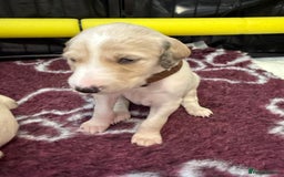 Saluki dogs for sale: Beautiful Saluki (new updated photos)  - Image 27