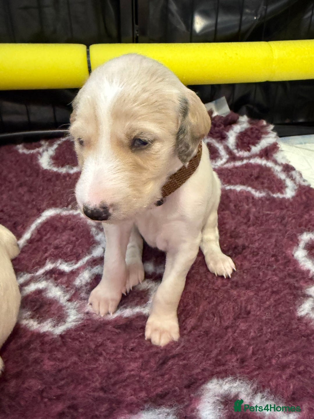 Saluki dogs for sale: Beautiful Saluki (new updated photos)  - Image 27