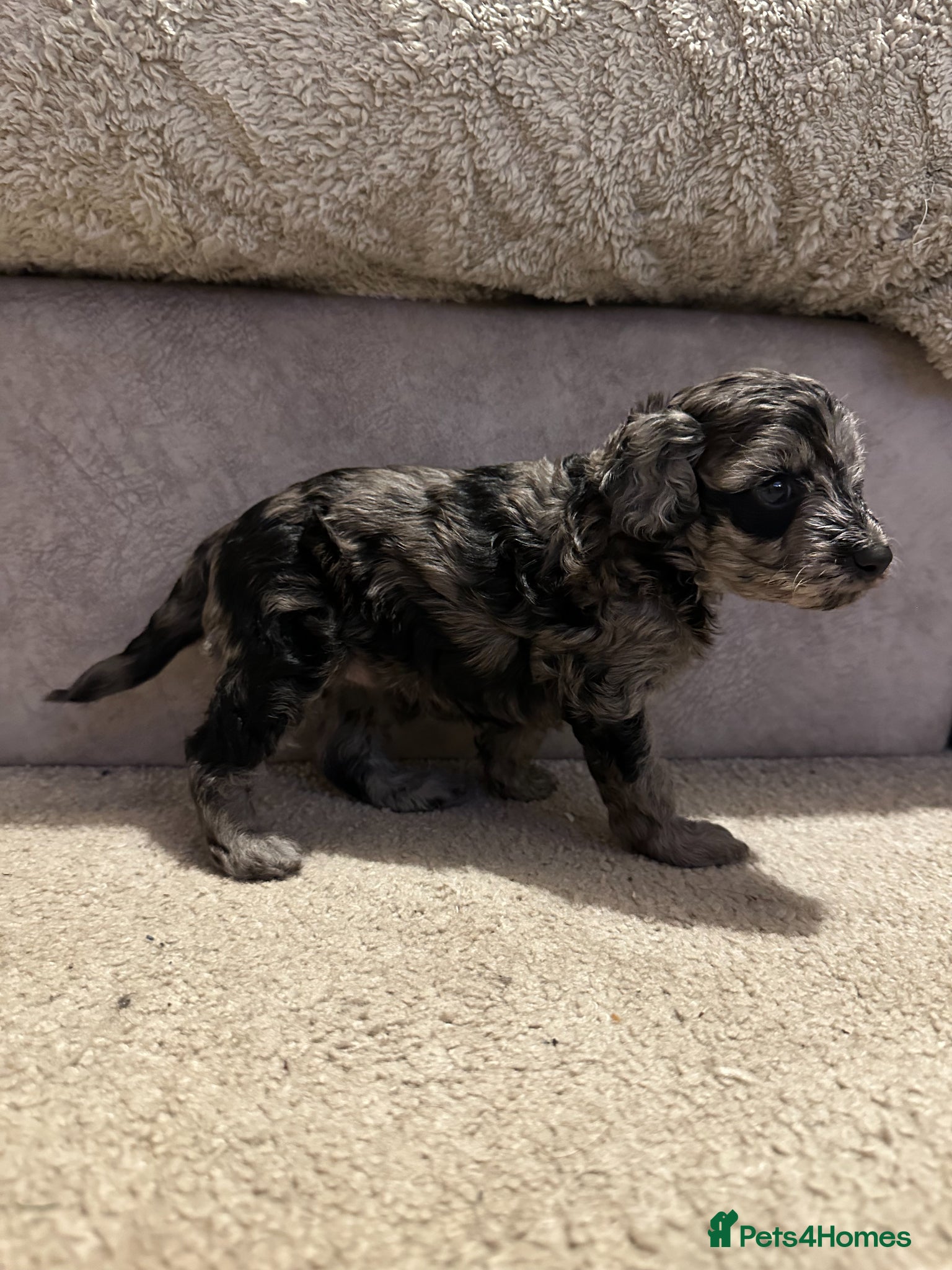 Doxiepoo dogs 2 Beautiful Doxiepoo Puppies Remaining - Advert 2