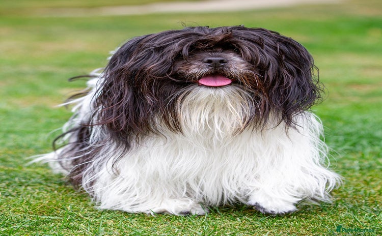 Lhasa Apso dogs in Ipswich - Advert 12