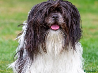 Lhasa Apso dogs - Advert 9