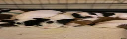 Jack Russell dogs for sale: Jack Russel terrier mix puppies not pure!  - Advert 9