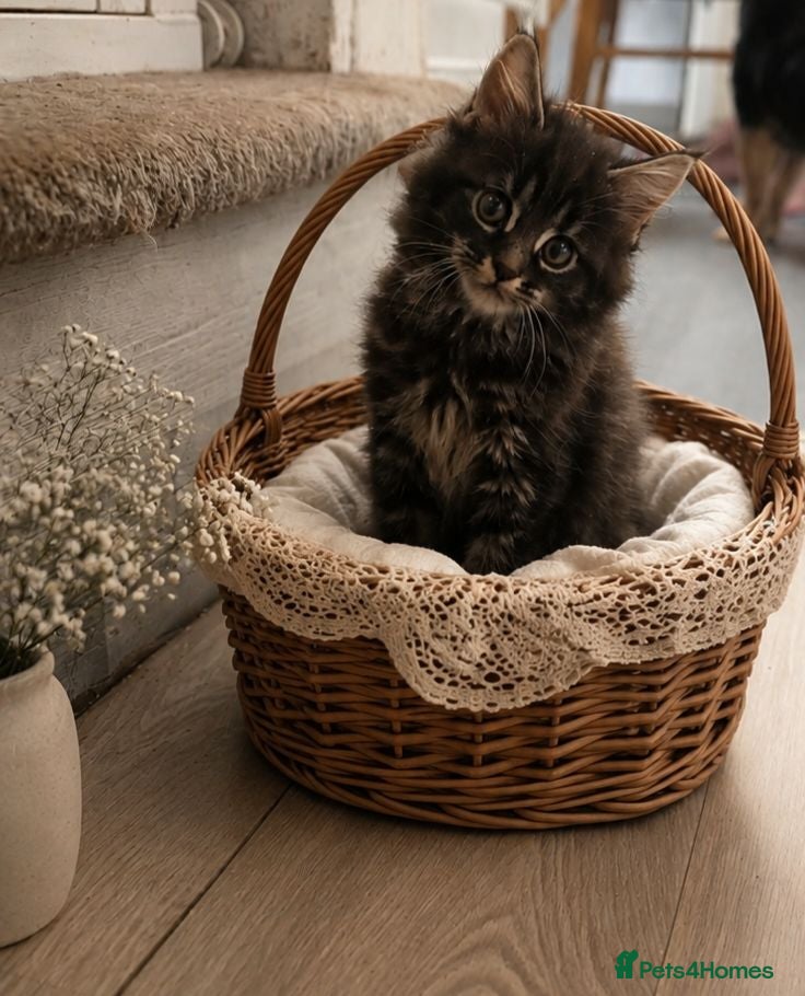 Maine Coon cats Main coon - Advert 12
