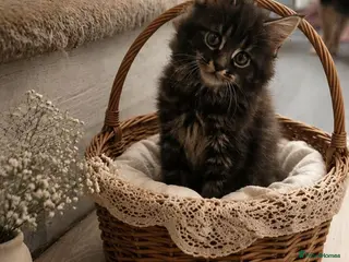 Maine Coon cats Main coon - Advert 12