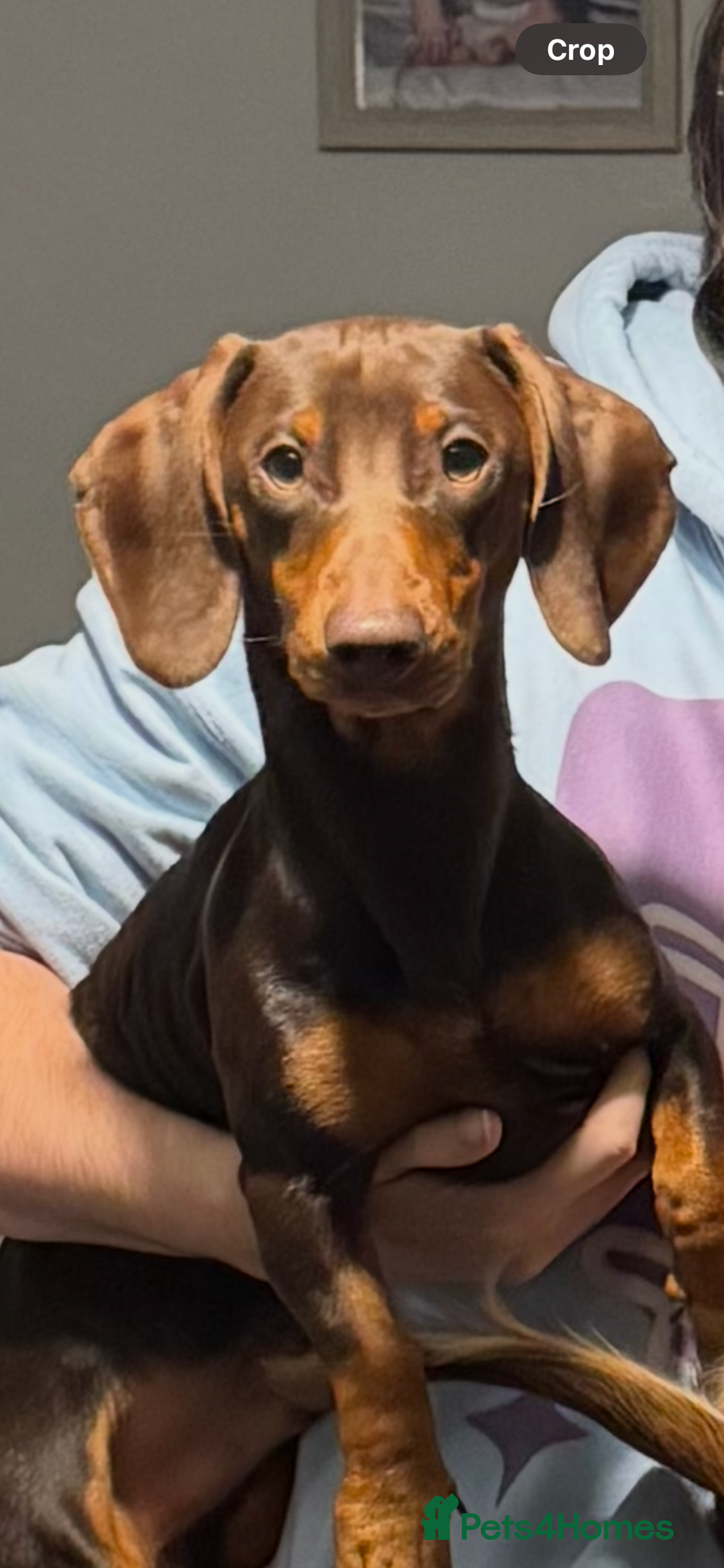 Dachshund dogs for stud: My beautiful bear❤️ - Advert 4