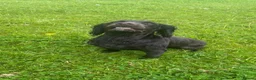 Cocker Spaniel dogs for sale: Pet trained Chocolate Cocker spaniel  - Advert 4