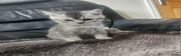 Scottish Fold cats for sale: Beautiful Scottish fold /straight kittens  - Advert 9