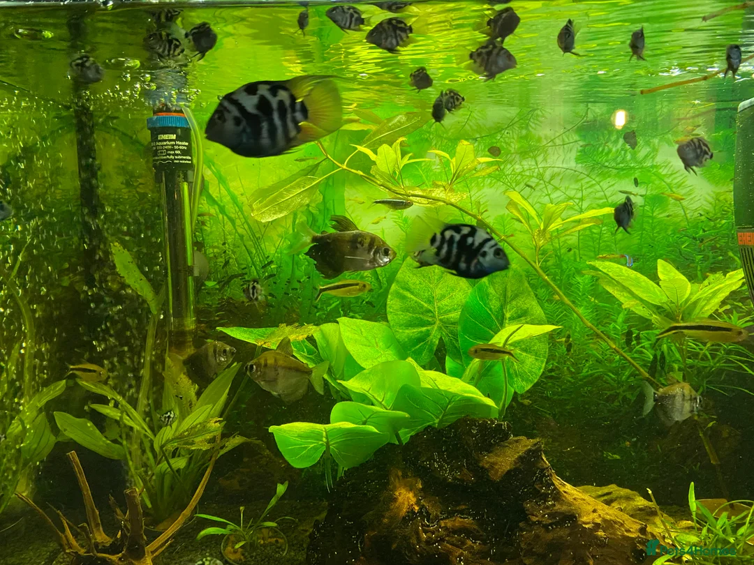 Other/Mixed Breed fish for sale: Blue Parrot Parents (x2) and Young (up to 20) in Heathfield - Advert 5