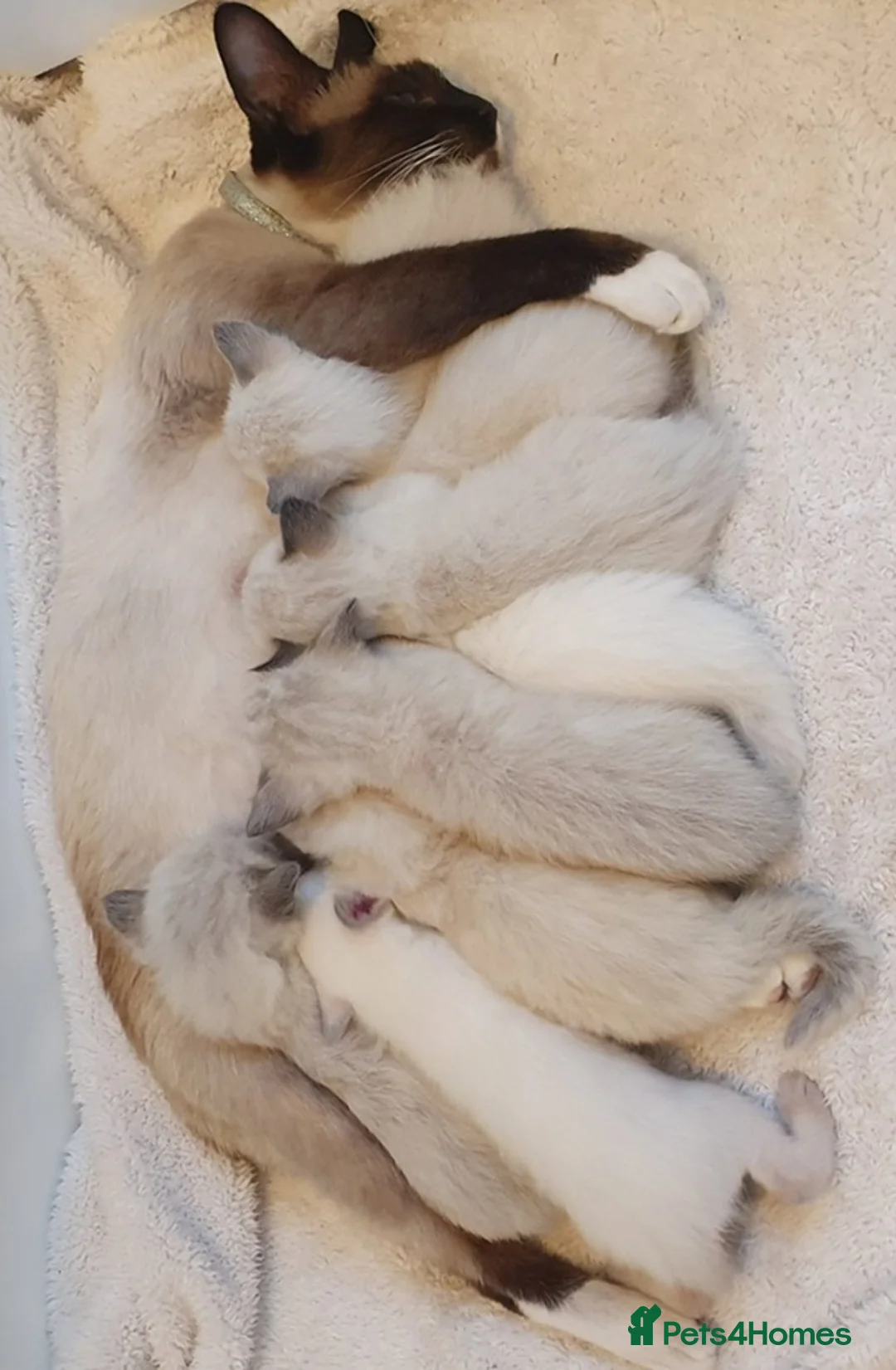 Ragdoll cats for sale: Perfect raised Ragdoll Kittens get them now - Advert 9