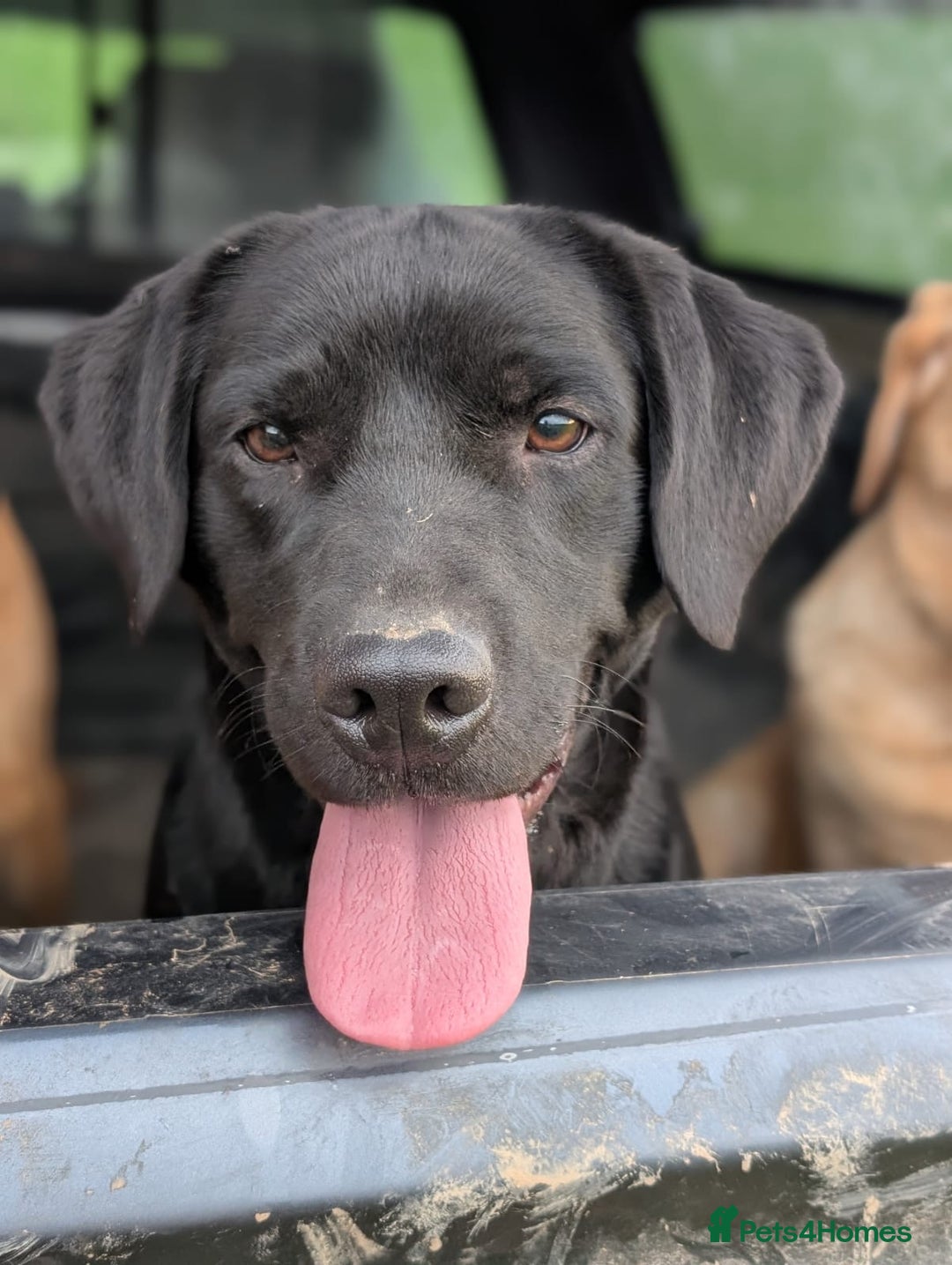 Labrador Retriever dogs for sale: Black Pure bred kg reg Labrador for sale  - Image 14
