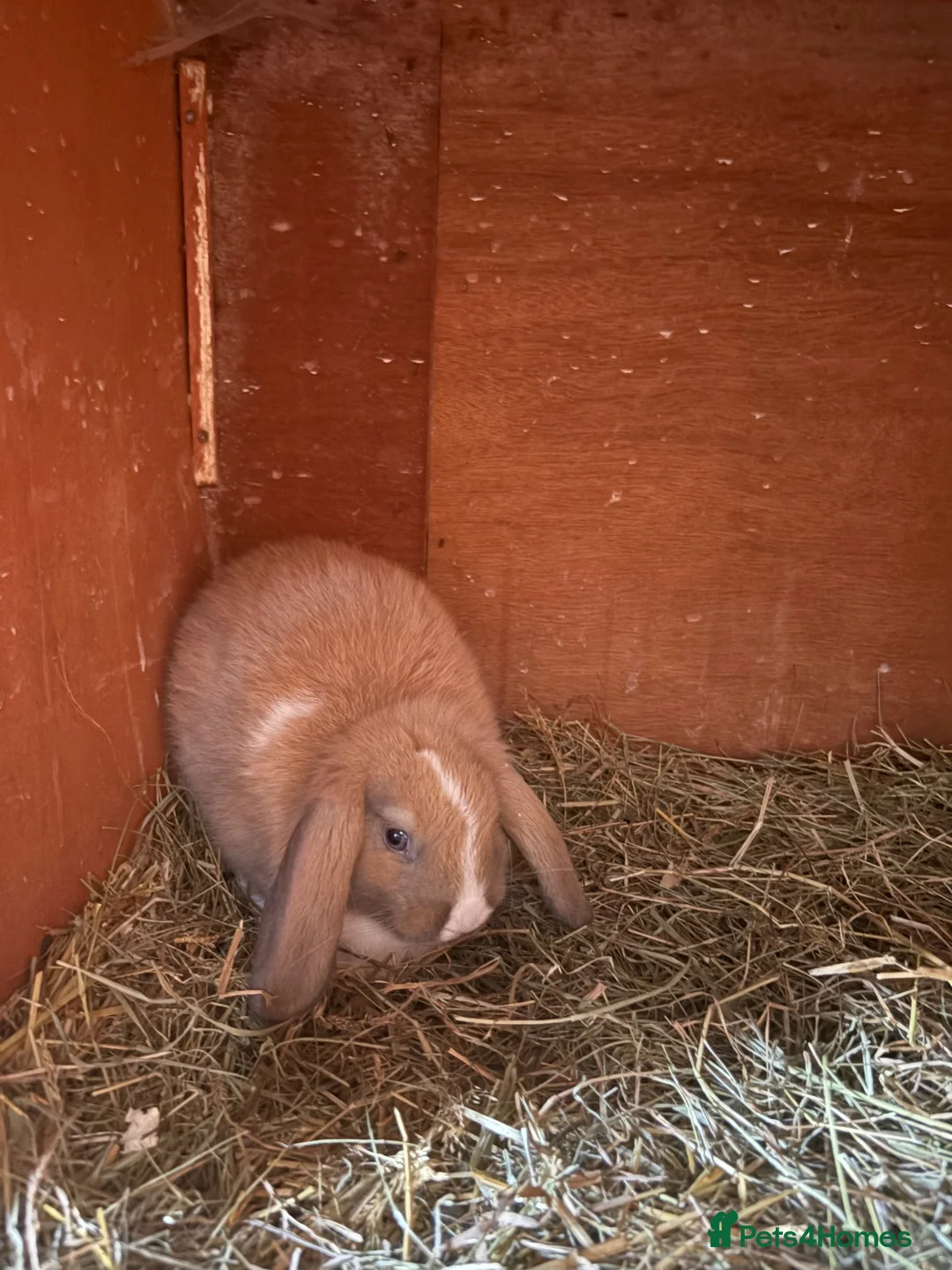 Mini Lop rabbits for sale: mini lop  - Advert 2