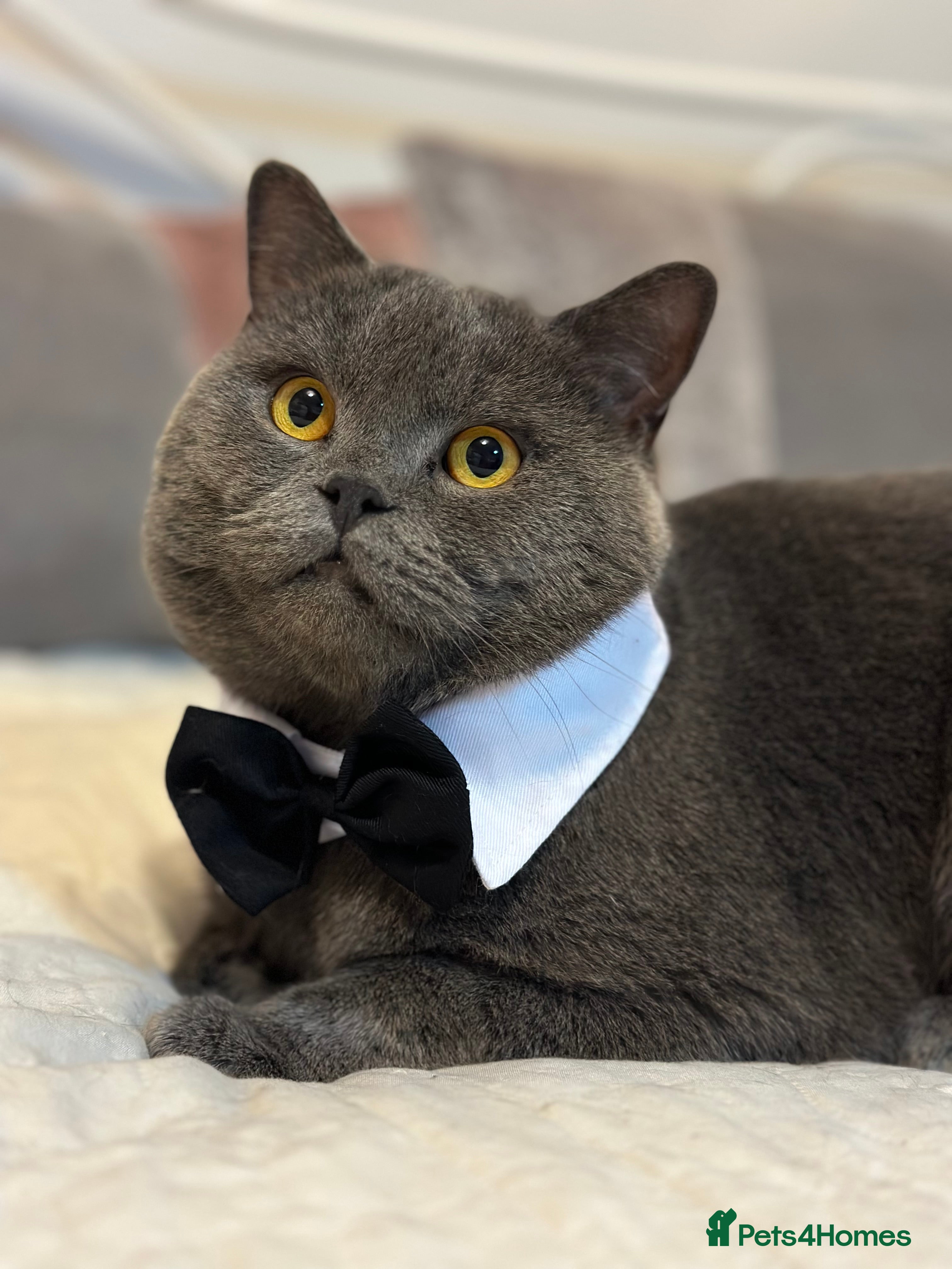 British Shorthair cats GCCF Ladies favorite- and he knows it.  - Advert 1