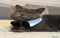 British Shorthair cats for stud: GCCF BSH stud  - Image 3