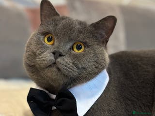 British Shorthair cats GCCF Ladies favorite- and he knows it. - Advert 6