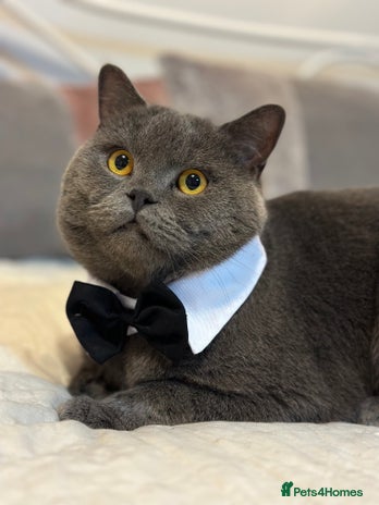 British Shorthair cats GCCF Ladies favorite- and he knows it. - Advert 7