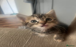 Mixed Breed cats for sale: Kittens  - Image 18