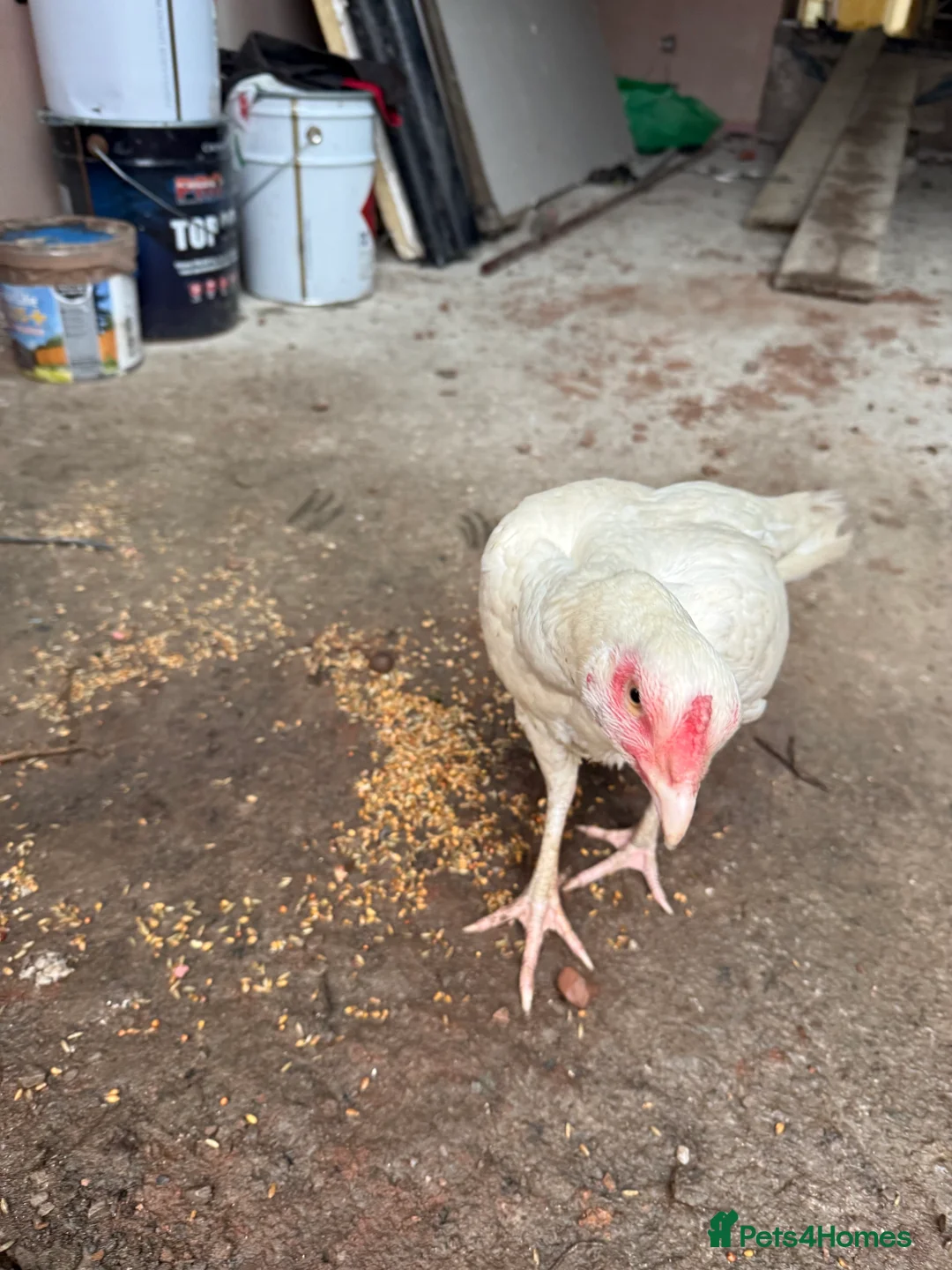 Chickens poultry for sale: White aseel - Advert 4