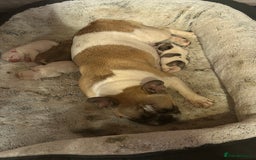 French Bulldog dogs for sale: Beautiful French Bulldog Puppies - Image 2