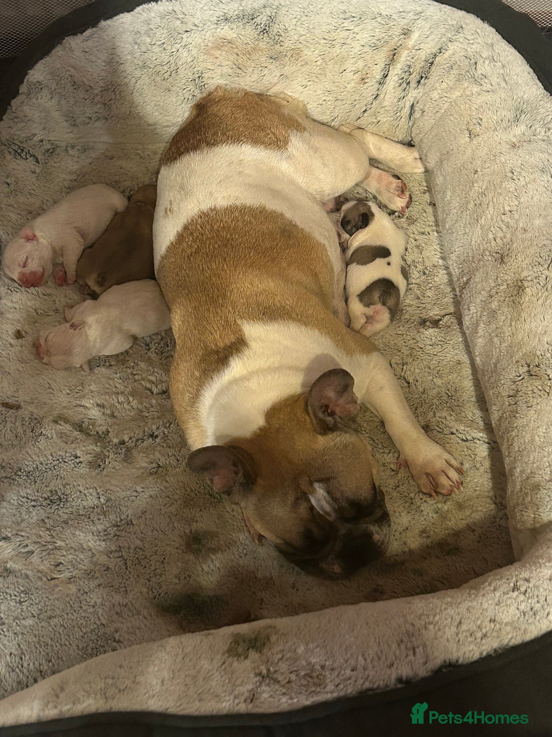 French Bulldog dogs for sale: Beautiful French Bulldog Puppies - Image 2