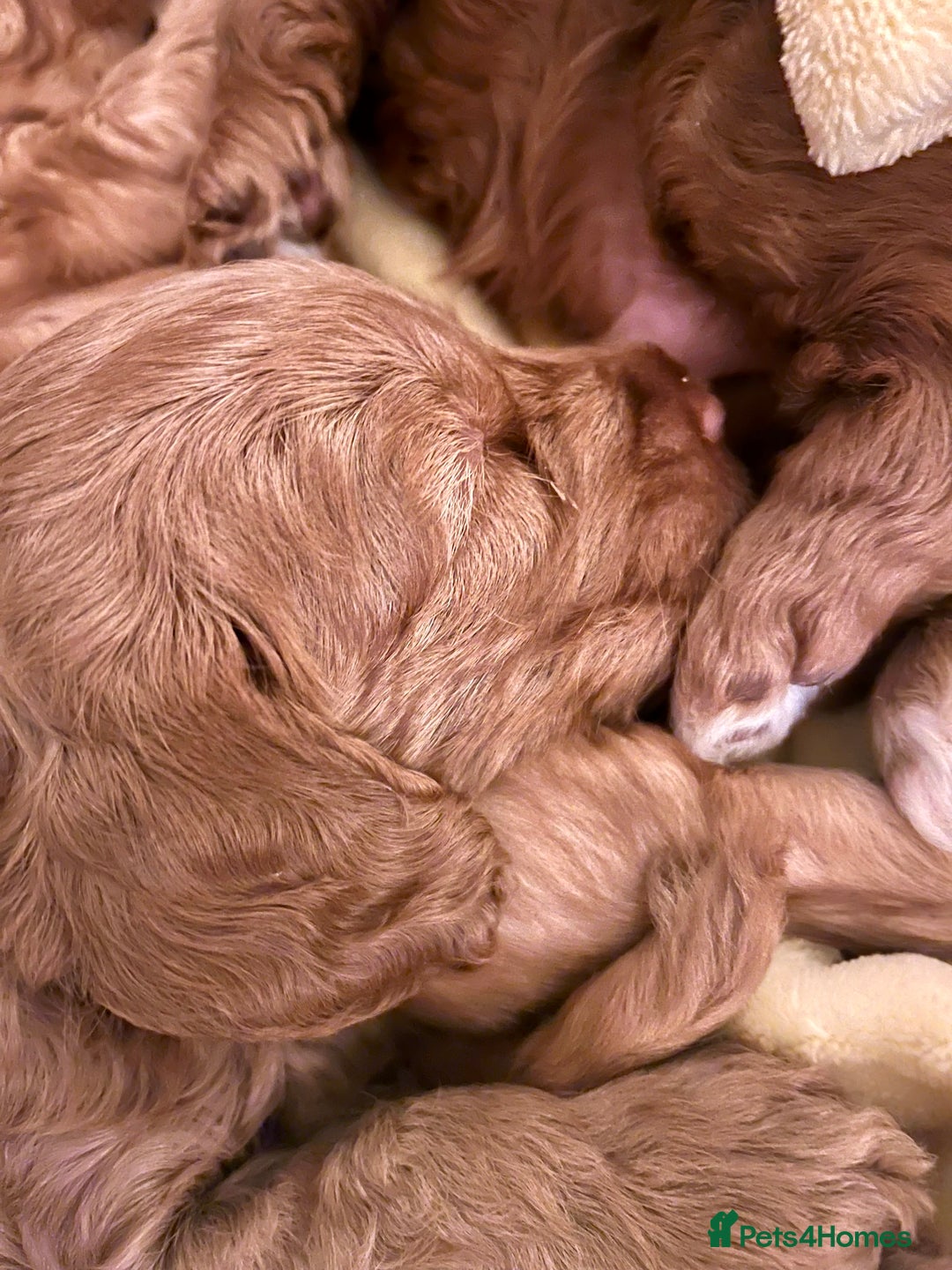 Cockapoo dogs for sale: Beautiful F2 Cockapoos - 5 boys left  - Advert 16