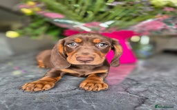 Dachshund dogs for sale: READY TO LEAVE Miniature dachshund puppies PRA CLR - Image 26