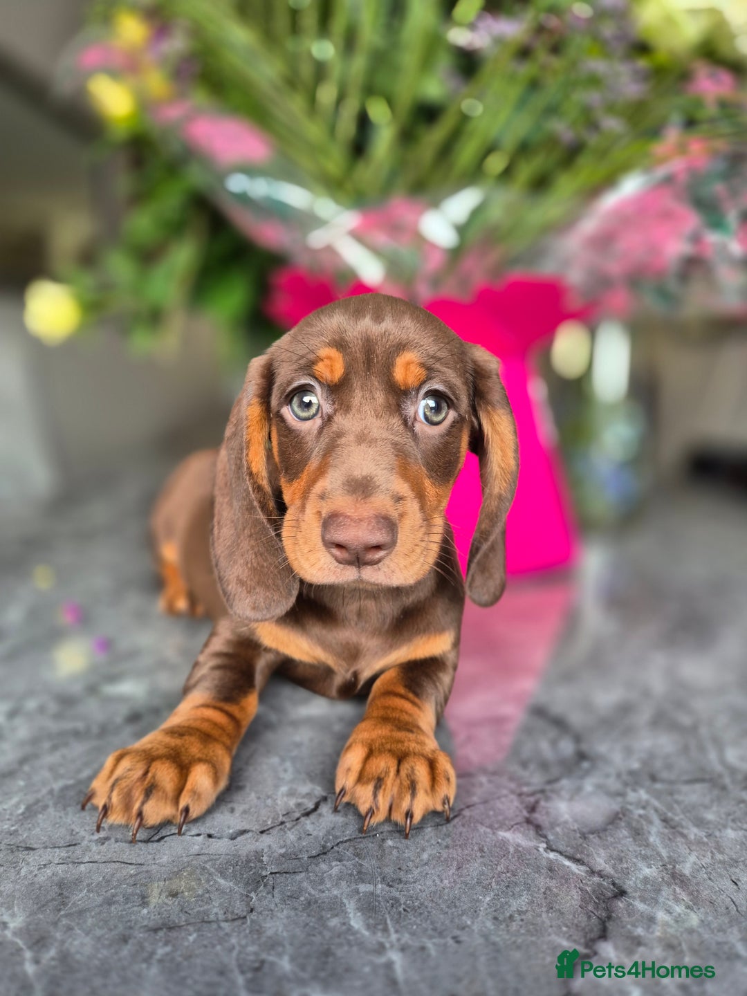 Dachshund dogs for sale: READY TO LEAVE Miniature dachshund puppies PRA CLR - Image 26