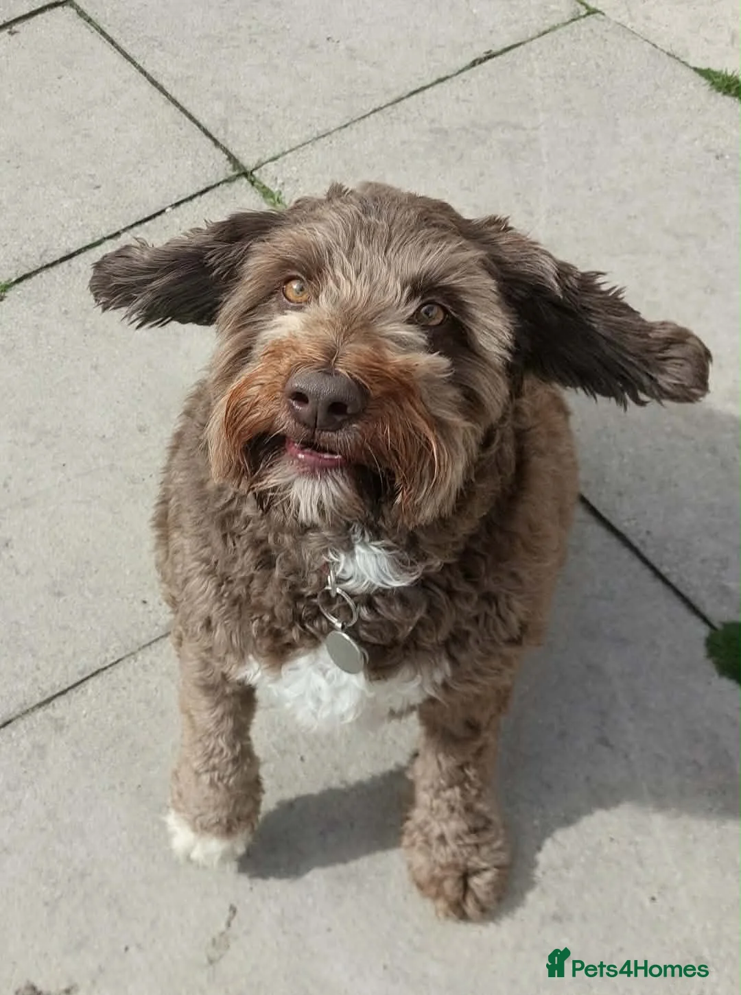 Bordoodle dogs for adoption: Friendly boy Chaz wants a new forever home - Advert 2