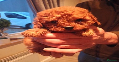 Cavapoo dogs Cavapoos f1 puppies Stunning ♥️ fox red!!!! - Advert 8