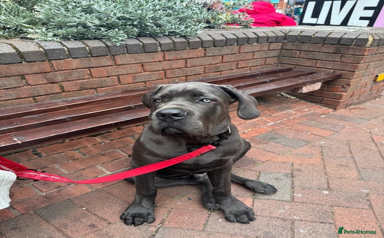 Cane Corso dogs - Advert 15
