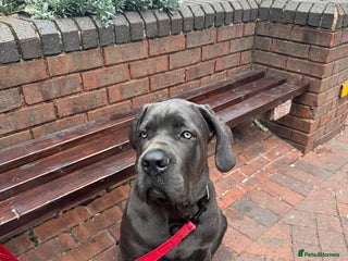 Cane Corso dogs - Advert 3