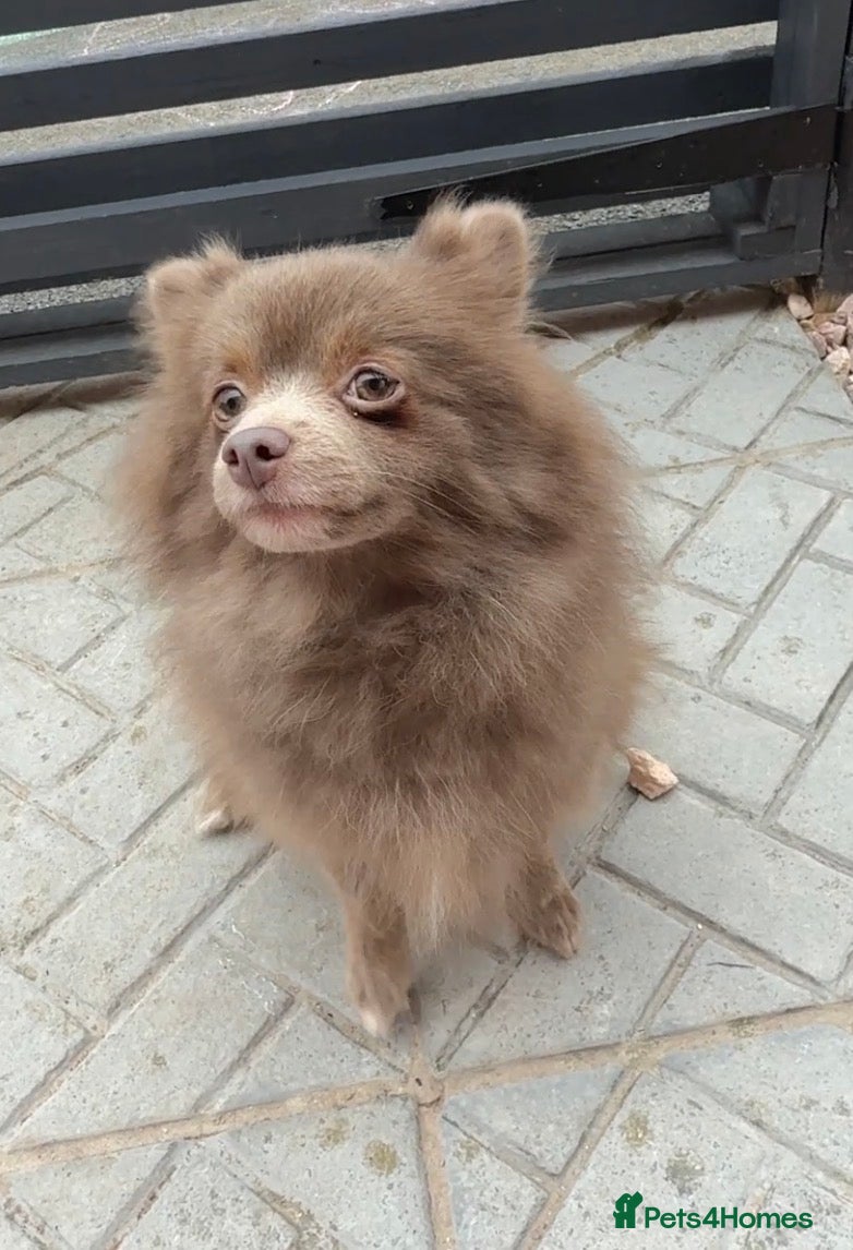 Pomeranian dogs Blue fox face champion bloodlines Pomeranian  - Advert 5