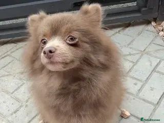 Pomeranian dogs Blue fox face champion bloodlines Pomeranian - Advert 5