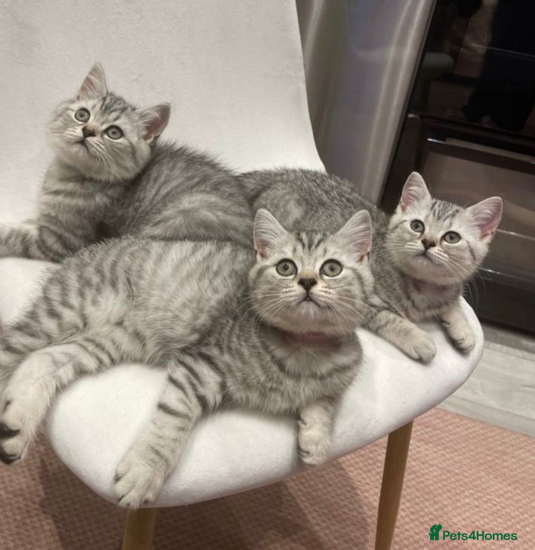British Shorthair cats for sale: Champion Line Gorgeous BritishShortHair Kittens 🩷 - Image 5