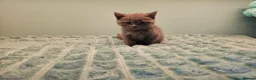 British Shorthair cats for sale: Blue British short hair X kittens  - Advert 14
