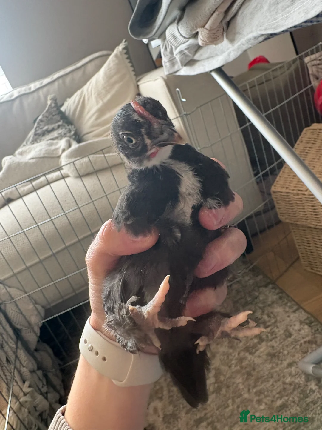 Chickens poultry for sale: 3 week old (probably rooster) chick in Letchworth Garden City - Advert 7