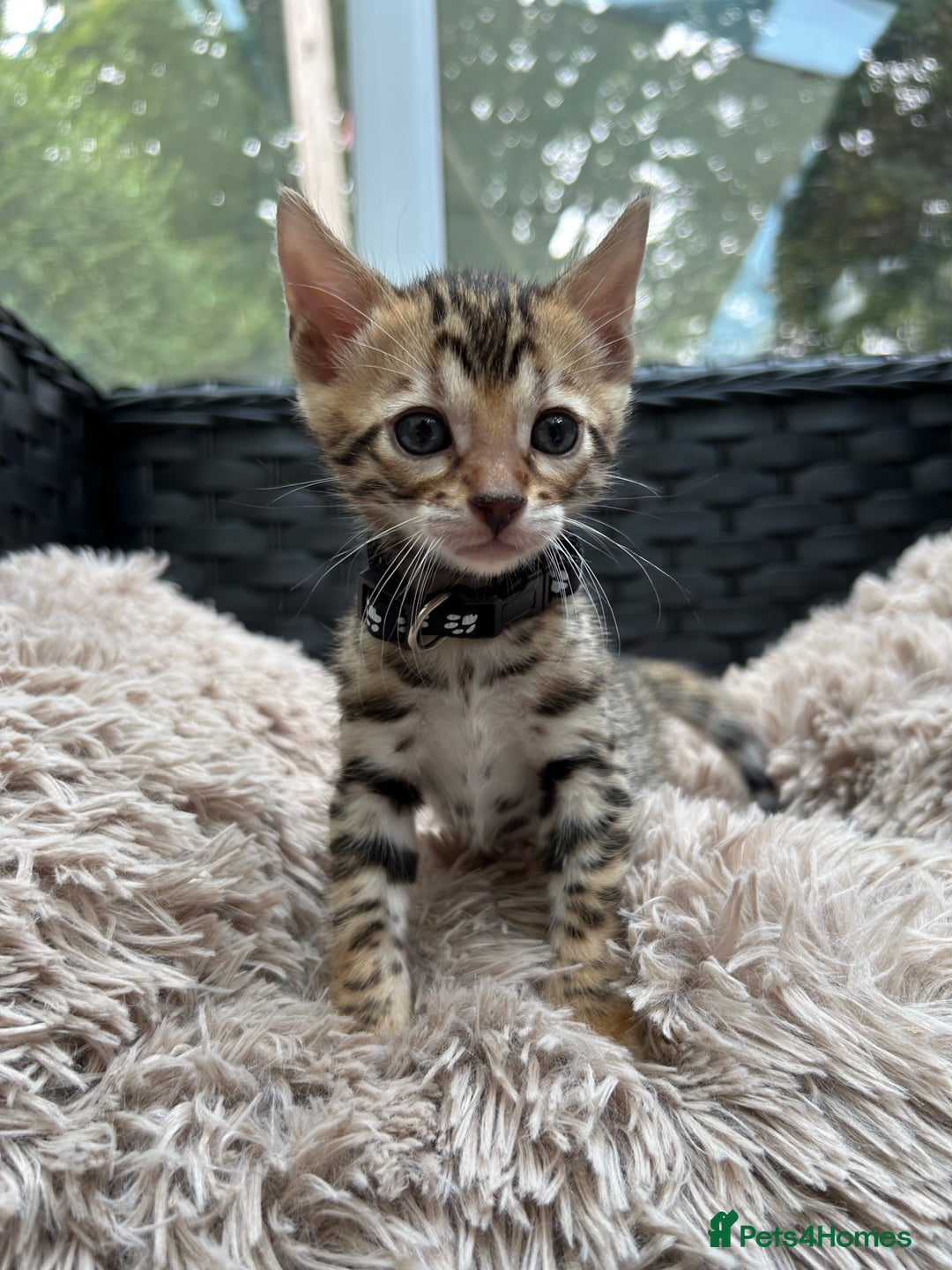 Bengal cats for sale: ❤️ PURE BENGAL KITTENS FOR RESERVATION! ❤️ in Birmingham - Image 19