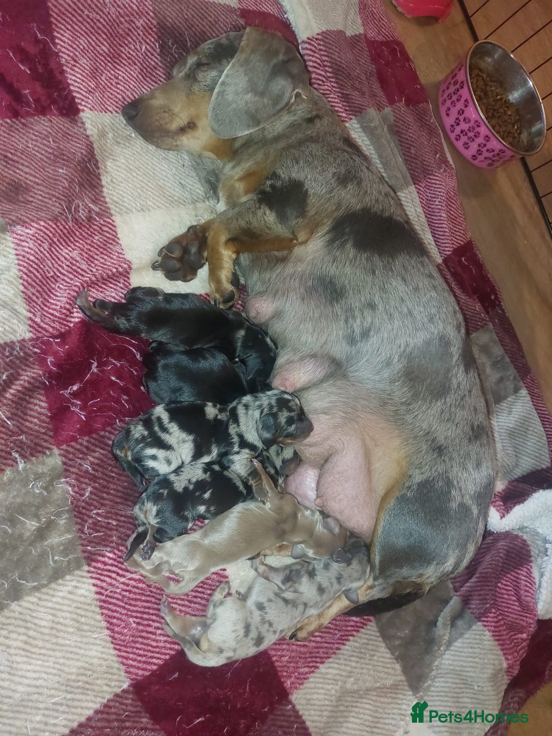 Miniature Dachshund dogs for sale: Miniature Dachshunds  - Advert 3