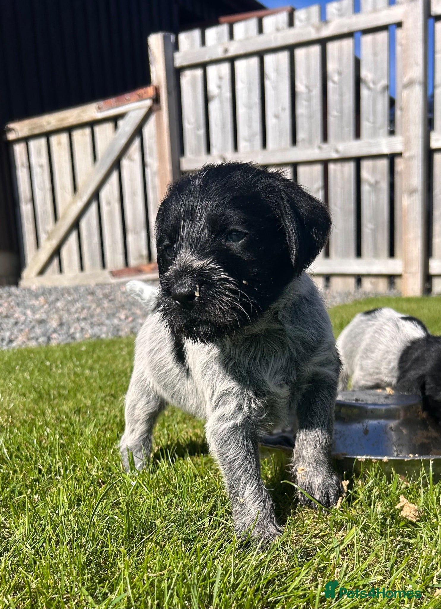 German Wirehaired Pointer dogs German Wirehaired Pointer Puppies - Advert 1