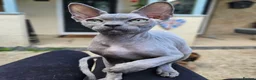 Sphynx cats for sale: Cuddly sphynx cat - Advert 4