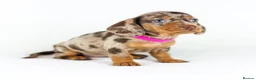 Miniature Dachshund dogs for sale: Short Haired miniature dachshund Puppy’s  - Advert 6