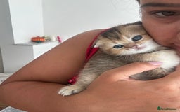 Scottish Fold cats for sale: Scottish fold / Chichilla kittens - Image 7
