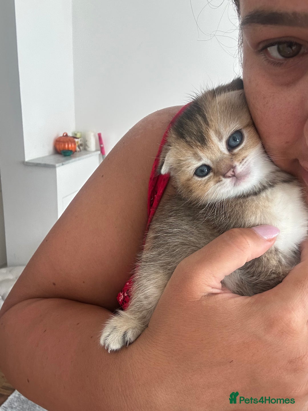 Scottish Fold cats for sale: Scottish fold / Chichilla kittens - Image 7