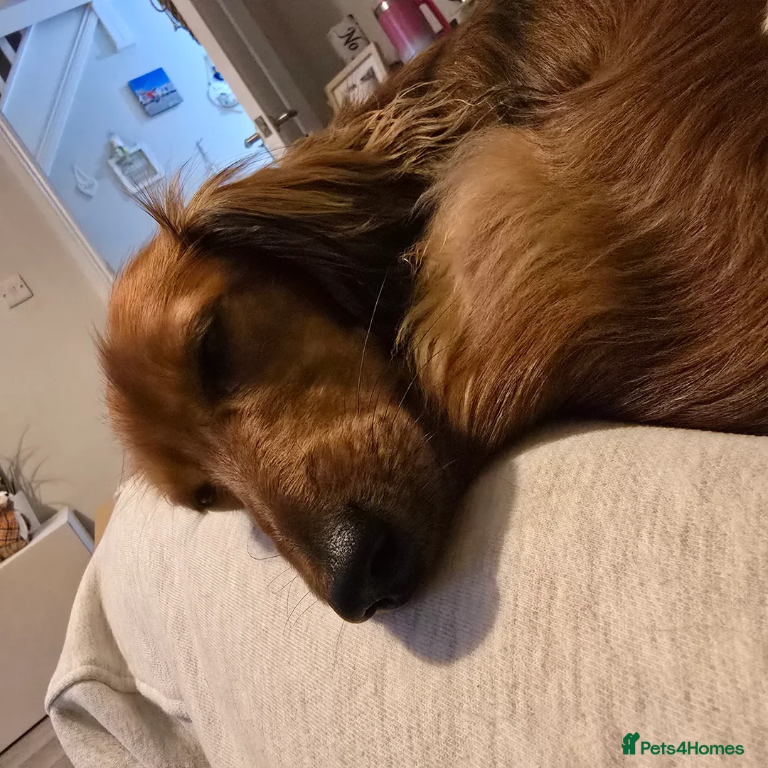 Miniature Dachshund dogs for sale: Miniature long haired Dachshund  - Advert 5