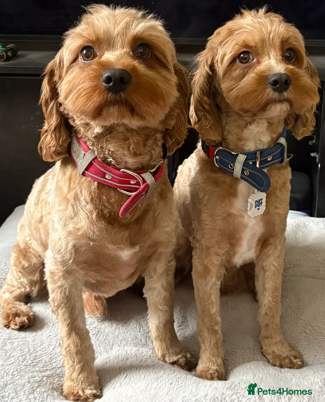 Cavapoo dogs for sale: Cavapoo young adult 2 males (brothers) - Advert 1