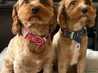 Cavapoo dogs Cavapoo young adult 2 males (brothers) - Advert 1
