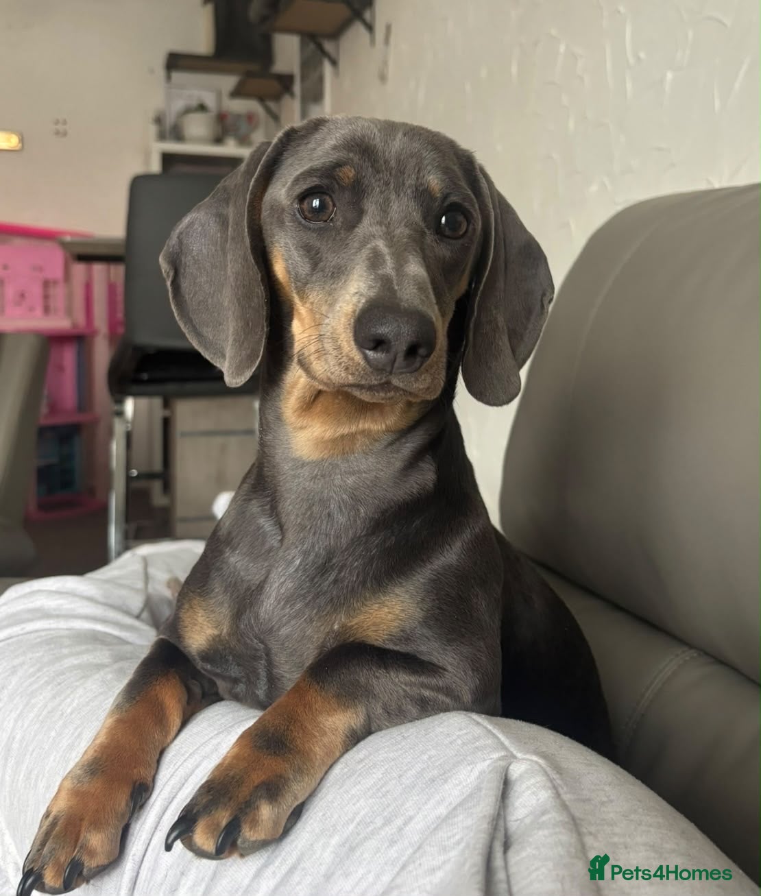 Dachshund dogs for sale: KC Registered Pink/Carrier Miniature Dachshund - Advert 18